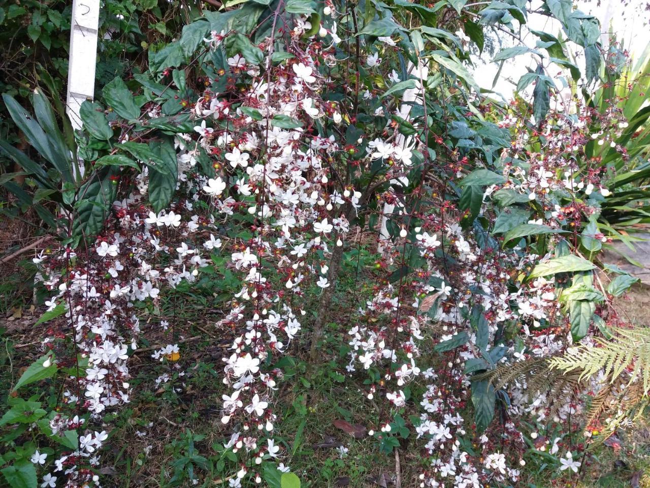 เฮือนปลายนา โฮมสเตย์ Ban Sawan Exterior foto